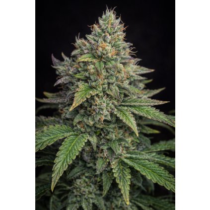 FAST Blueberry ABUSEEDS semenacannabis