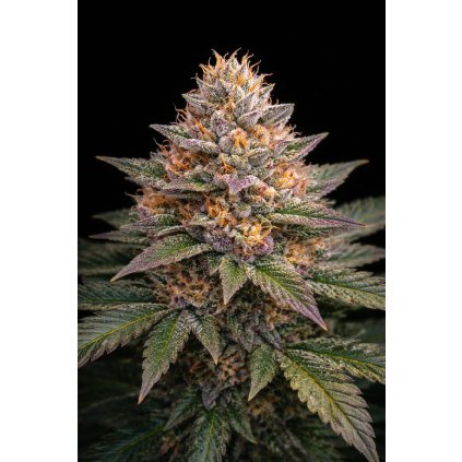 FAST Sherbet ABUSEEDS semenacannabis