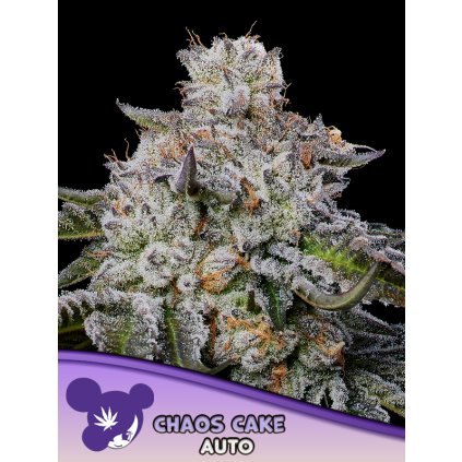 Chaos Cake Auto 600x800 2