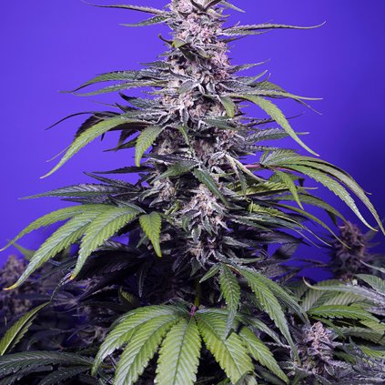 permanent marker xl auto samonakvetaci semena sweet seeds semenacannabis 1024x1024 v2