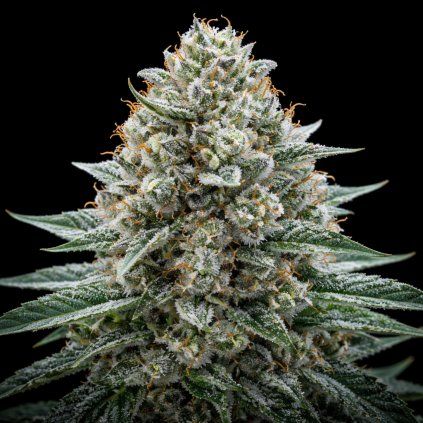 FAST White Widow ABUSEEDS semenacannabis