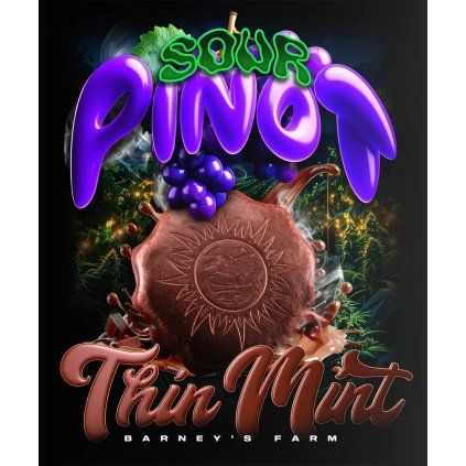 Thin Mint x Sour Pinot AUTO semenacannabis