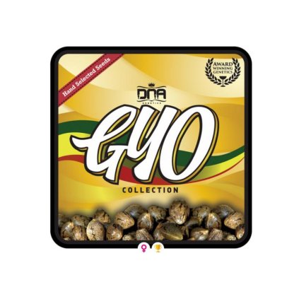 R.K.S. – feminizovaná semena | G.Y.O