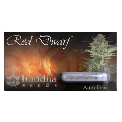 Red Dwarf AUTO | Buddha Seeds