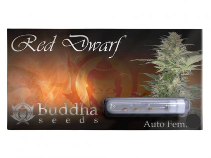 Red Dwarf AUTO | Buddha Seeds