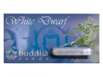 White Dwarf AUTO | Buddha Seeds ((Ks) Feminized 1)