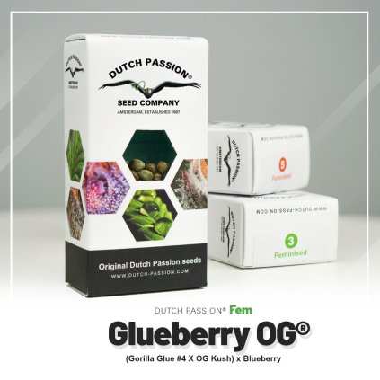 Glueberry O.G. | Dutch Passion
