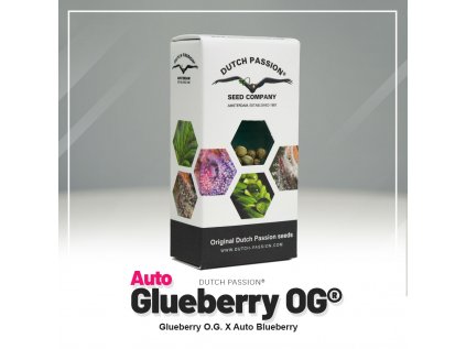 Glueberry O.G.® AUTO | Dutch Passion