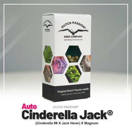 Cinderella Jack® AUTO Auto – samonakvétací semena | Dutch Passion