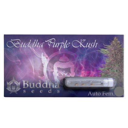 Purple Kush AUTO | Buddha Seeds ((Ks) Feminized 1)