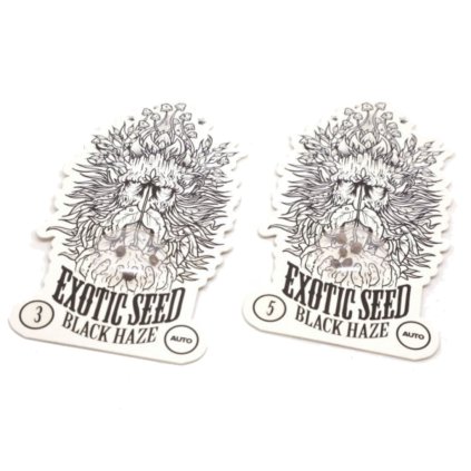 Black Haze AUTO Auto – samonakvétací semena | Exotic Seeds