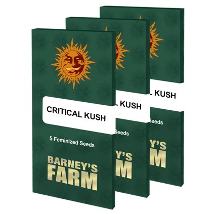 Critical Kush™ | Barneys Farm ((Ks) Feminized 10 + 3 Zdarma)