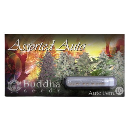 Assorted AUTO | Buddha Seeds ((Ks) Feminized 50)