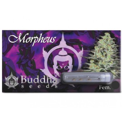 Morpheus CBD – feminizovaná semena | Buddha Seeds