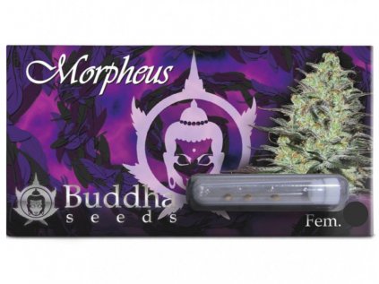 Morpheus CBD | Buddha Seeds