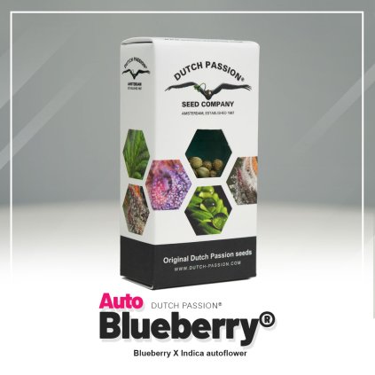 Blueberry® AUTO Auto – samonakvétací semena | Dutch Passion