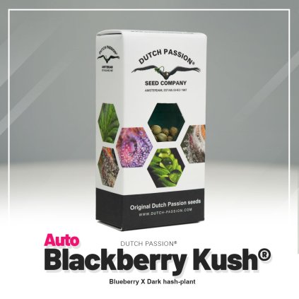 Blackberry Kush® AUTO Auto – samonakvétací semena | Dutch Passion