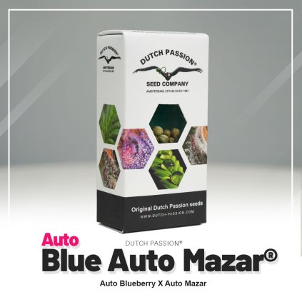 Blue Mazar® AUTO Auto – samonakvétací semena | Dutch Passion