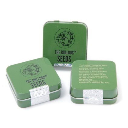 Blue Dream | The Bulldog Seeds