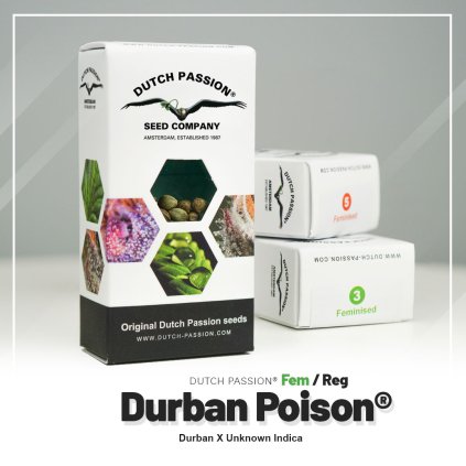 Durban Poison | Dutch Passion