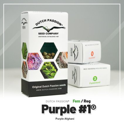 Purple #1 | Dutch Passion