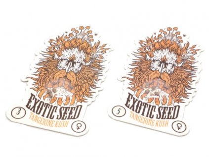 Tangerine Kush | Exotic Seeds ((Ks) Feminized 10)