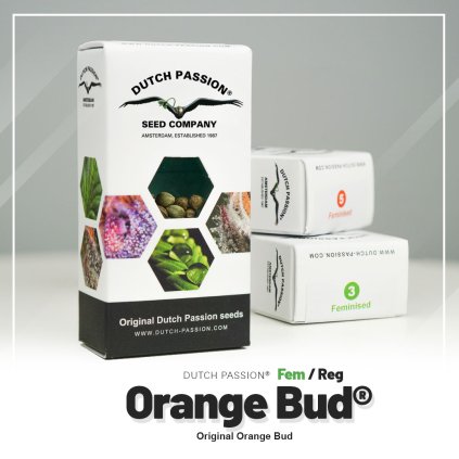 Orange Bud® | Dutch Passion