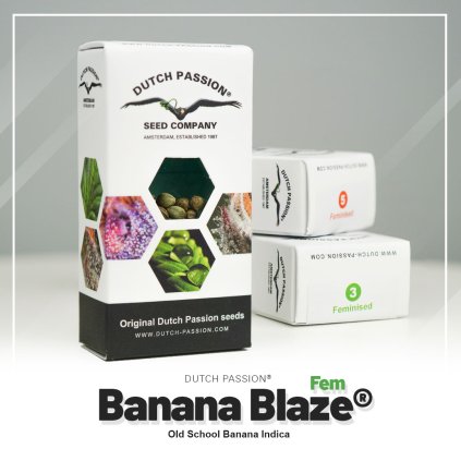 Banana Blaze® | Dutch Passion