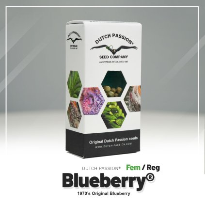 Blueberry® | Dutch Passion