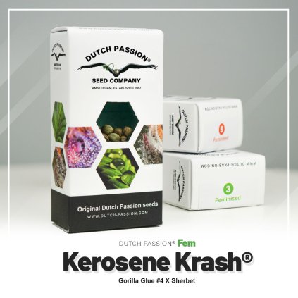 Kerosene Krash® – rychlekvetoucí semena | Dutch Passion