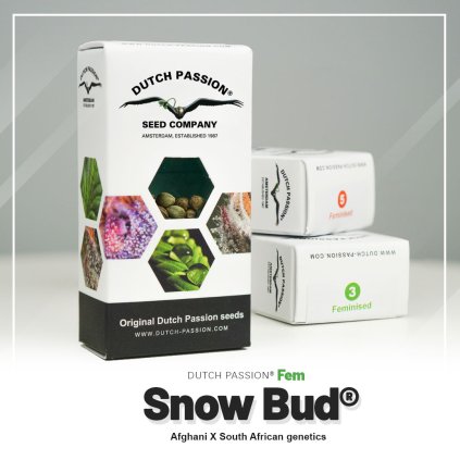 Snow Bud® – feminizovaná semena | Dutch Passion