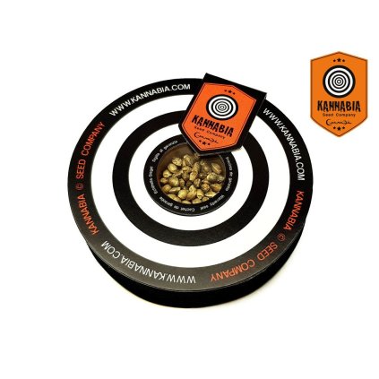 Gypsy Kush – feminizovaná semena | Kannabia Seeds