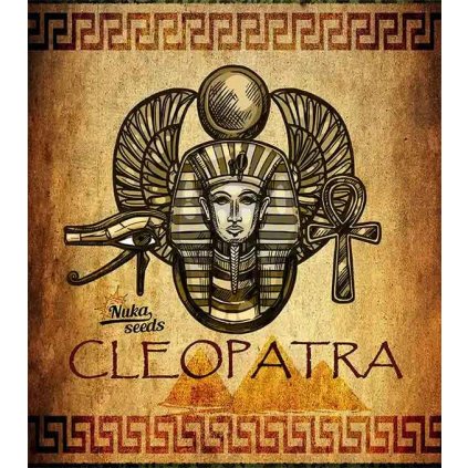 cleopatraCBDnukaseeds semenacannabiscz