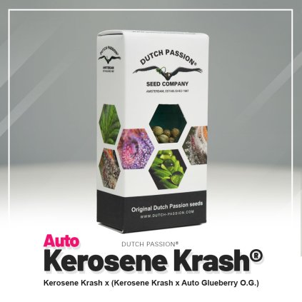 Kerosene Krash® AUTO – samonakvétací semena | Dutch Passion