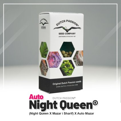 Night Queen® AUTO Auto – samonakvétací semena | Dutch Passion