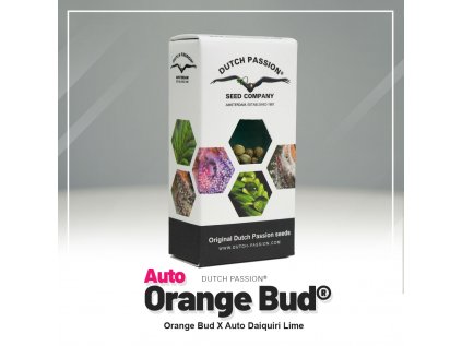 Auto Orange Bud Autoflower Dutch Passion seed company