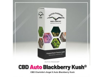 Blackberry Kush® AUTO CBD | Dutch Passion