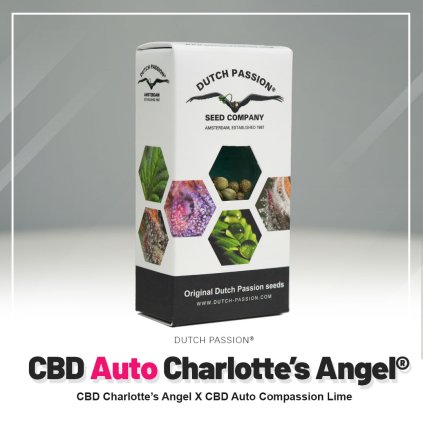 Charlottes Angel AUTO CBD | Dutch Passion