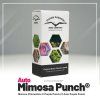 Mimosa Punch® AUTO – samonakvétací semena | Dutch Passion
