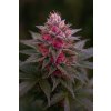 Rose Sangre 300:1 CBD AUTO – samonakvétací semena | Abu Seeds Genetics