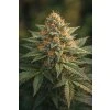 Harlequin 40:1 CBD – feminizovaná semena | Abu Seeds Genetics