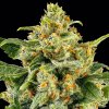 skunk 1 strain semenacannabis cz