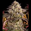 blue sunset sherbert feminizovana semena semenacannabis cz 1024x1024