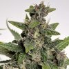 lemonberry haze auto autoflowering feminizovana semena konopi 2