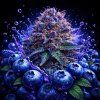 Blueberry AUTO – samonakvétací semena | Abu Seeds Genetics