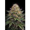 AUTO CREAM CARAMEL ABUSEEDS semenacannabis