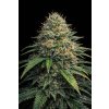 Ghost Train AUTO – samonakvétací semena | Abu Seeds Genetics
