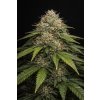 AUTO HINDU KUSH ABUSEEDS semenacannabis