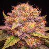 AUTO fruity pebbles ABUSEEDS semenacannabis 1