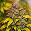 KUSH CBD AUTO ABUSEEDS semenacannabis